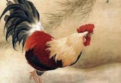 属鸡的女人在线观看